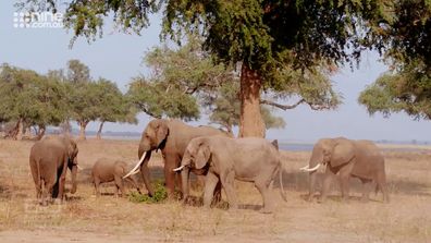 The poaching trade lures some Zimbabweans to kill their native wildlife by paying them premiums for tusks, paws, pelts, or bones.