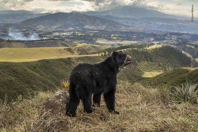 'Spectacled bear's slim outlook'. Winner - Animals in their Environment