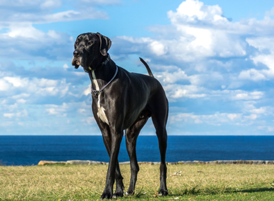 Great Dane 