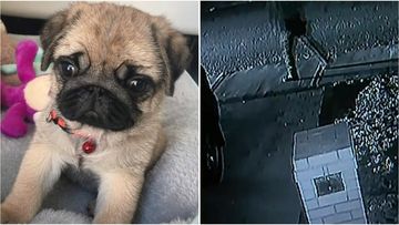 Coco, an eight-month-old puppy, was killed during an alleged break-in in the Perth suburb of Spearwood over the weekend.