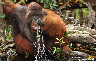 <strong>Camp
Leakey Orangutan Rehabilitation Reserve, Borneo</strong>