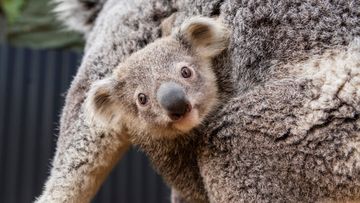 Sky the baby koala with his mum wattle 