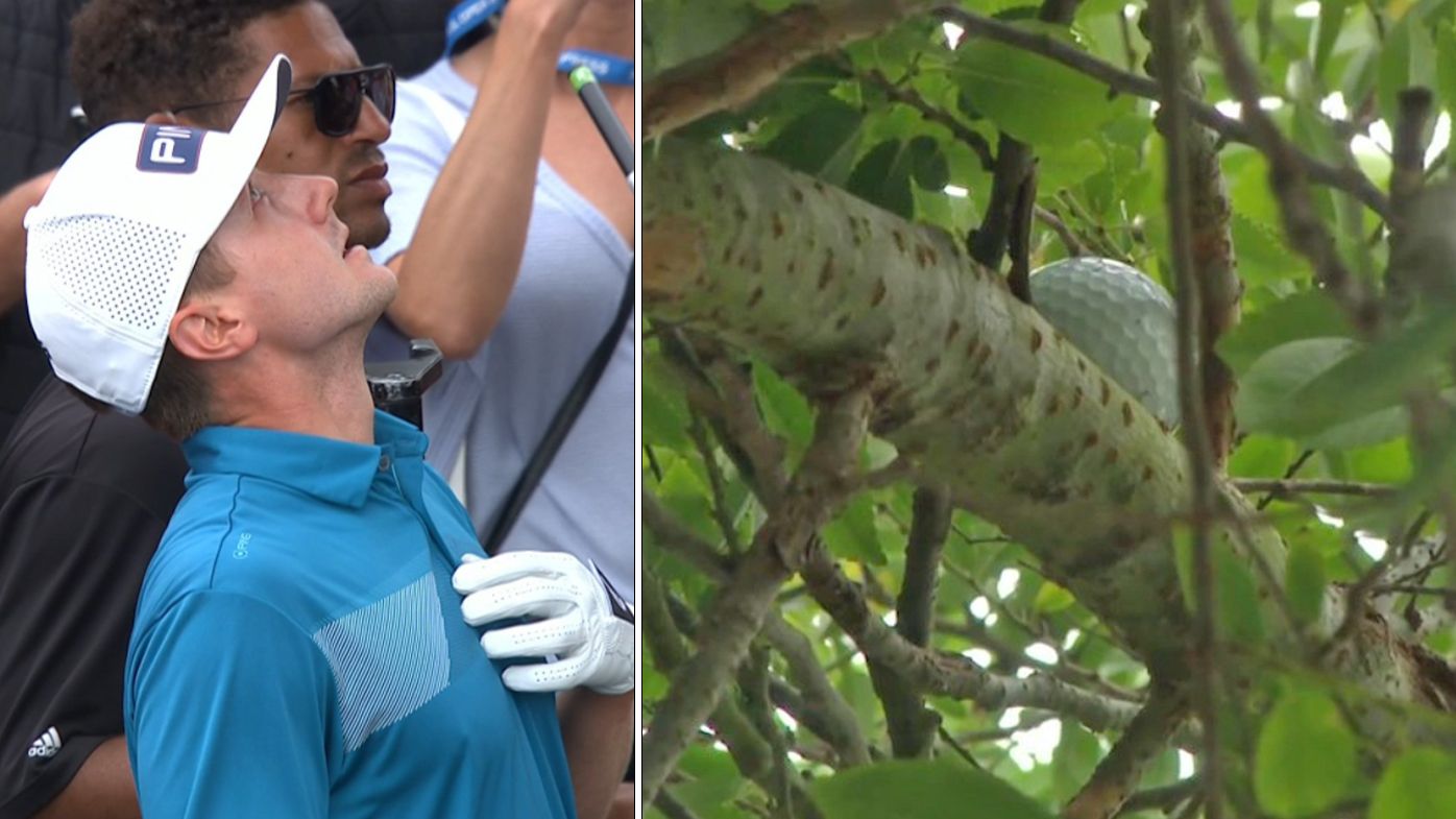 Hughes looks up at his ball in a tree at the US Open