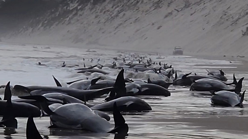 Hundreds of pilot whales have been stranded in Macquarie Harbor on Tasmania's west coast during a mass beaching. 