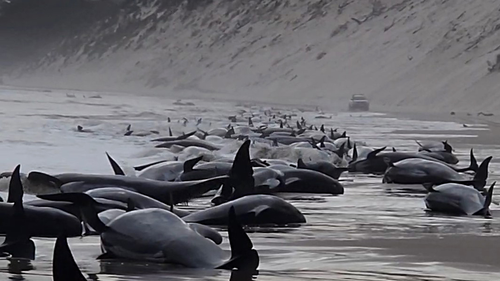 Whale stranding Tasmania update: What happens next to dead Tasmanian pilot whales 'a true marvel of nature'