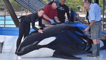 Another orca has died at Sea World after suffering from a fungal infection for months. (SeaWorld)