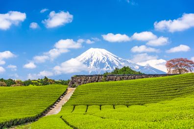 Fuji, Japan at Mt. Fuji and tea fields.