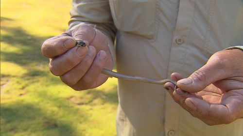 The eastern brown is the second deadliest land snake in the world and the babies are just as dangerous as the adults (9NEWS)
