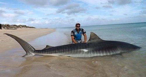 One of the fishermen with their tiger shark catch. (Facebook/Rogue Offshore)