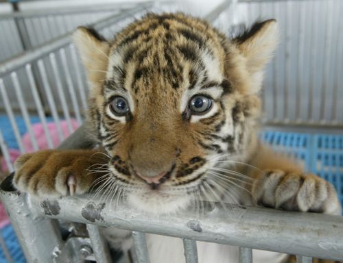 The Chinese government has legalised the use of endangered tiger and rhino products for "medical" purposes.