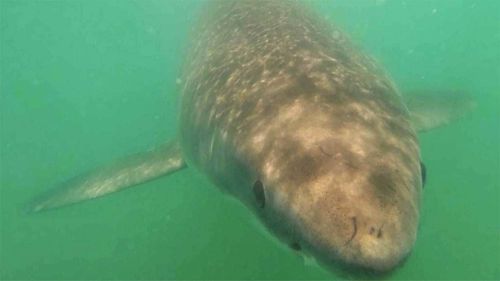 Daisy the Great White Shark's tracking tag broke off at some point.