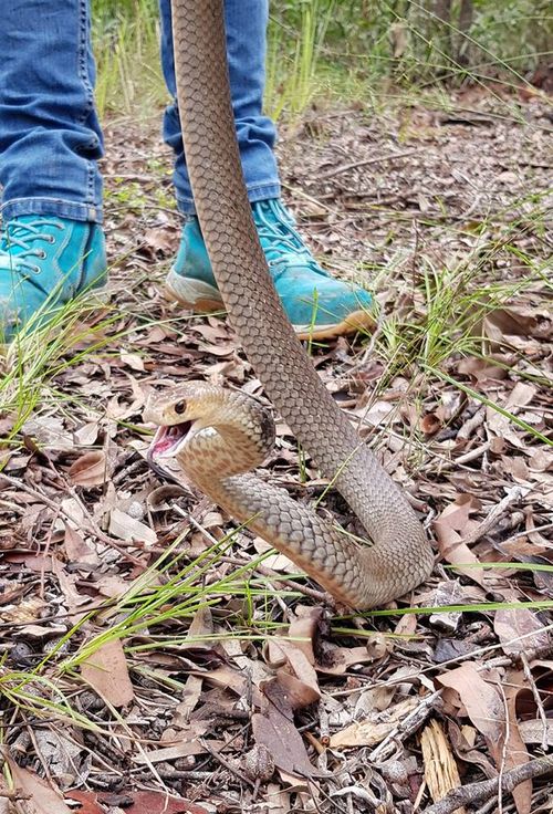 The eastern brown snake was eventually caught. (Supplied)