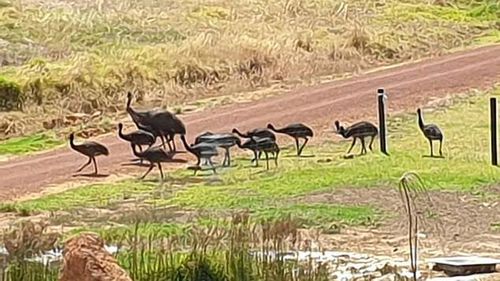 The families of emus have settled in in the town of Nannup.