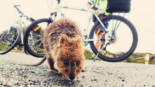 Teen fined $2500 for kicking quokka two metres on Rottnest Island