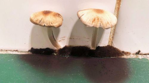 These mushrooms were growing inside Ms Rehannon's rental unit. 