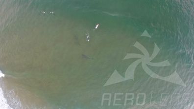 Paddleboarders' close call with sharks captured on camera (Gallery)