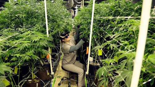 Heather Randazzo, a grow employee at Compassionate Care Foundation's medical marijuana dispensary, trims leaves off marijuana plants in the company's grow house in Egg Harbor Township, New Jersey.