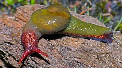 The “Attenborougharion rubicundus” snail. (AAP)