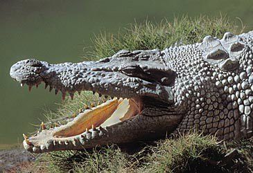 What is the common name of Crocodylus porosus?