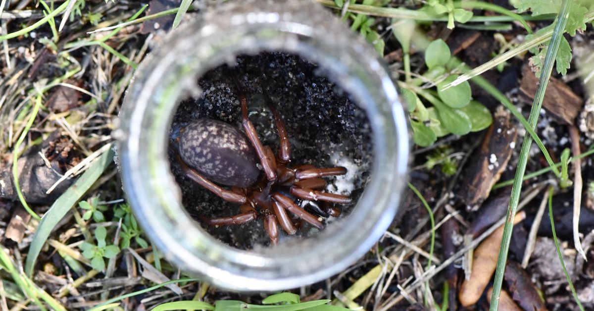 Mystery 'gem' spider discovered in Perth bushland