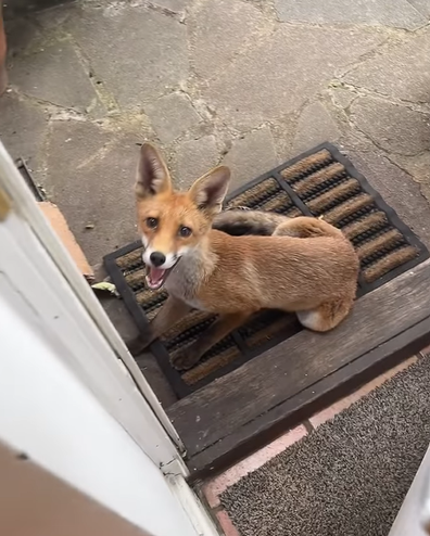 Kate Beckinsale shares adorable video of her and her fox friend.