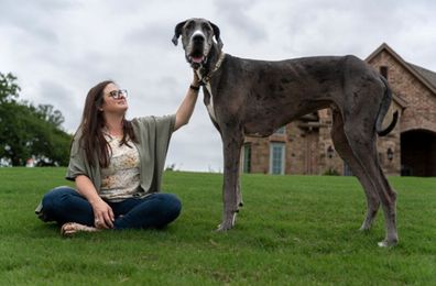 Zeus the Great Dane, tallest male dog in the world. 