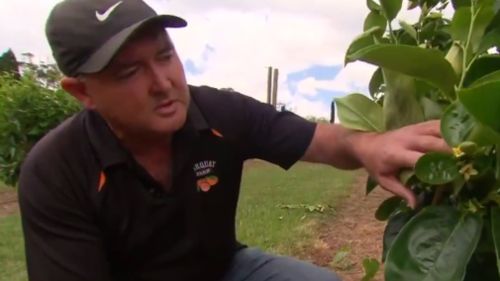 Northern Sydney farmer Warren Waddell. (9NEWS)