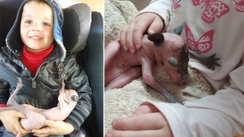 Ms Enright's children taking care of the orphaned joey. (Facebook/Chloe Tiffany Enright)