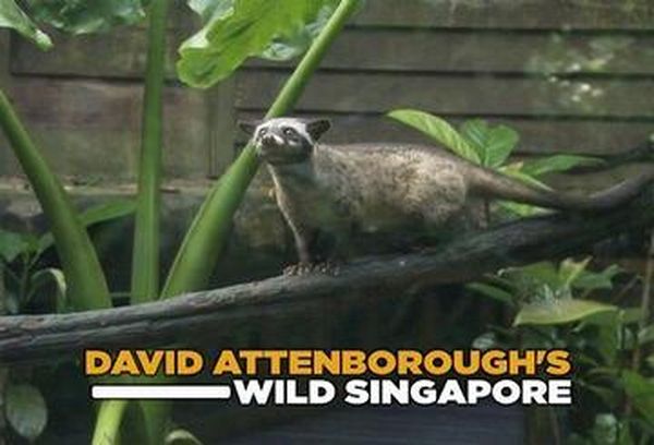 Singapore's Secret Forests With David Attenborough