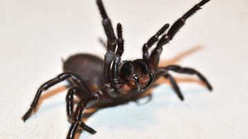 WATCH: Thousands of spiders take refuge in Australia after devastating  floods