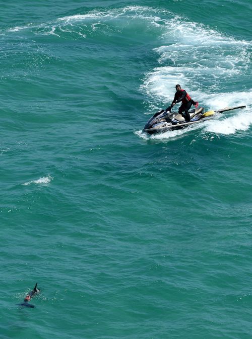 Shark sightings have kept Newcastle's beaches closed for a record eight days. (Supplied)