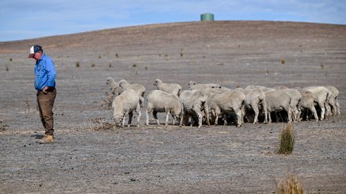 A farmer and a group of sheep during a drought.