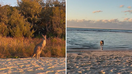 A kangaroo has been filmed taking an afternoon dip in Queensland as amazed onlookers filmed the special encounter.