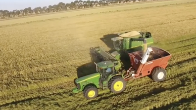 Some farmers are seeing their best crops in years. The challenge now is finding workers for harvest.