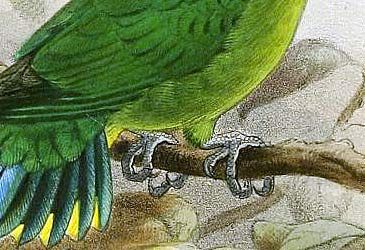 Which is the smallest member of the psittaciform (parrot) order of birds?