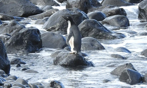 Pingu survived a massive 3,000km icy swim before making landfall in New Zealand's South Island.