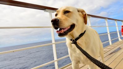 cruise ship deck dog
