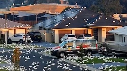 cockatoos nowra corellas