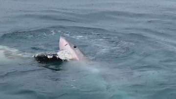 A fisherman has captured incredible footage of a Great White Shark feeding on a dead whale off Lincoln National Park.