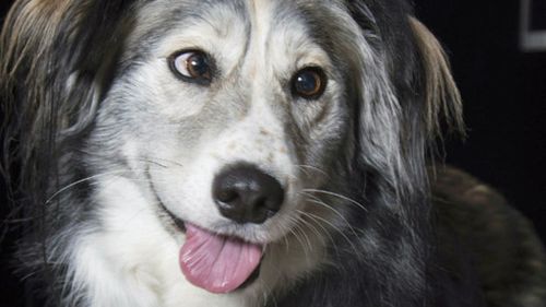 Cross-eyed collie who couldn't find a home counts his blessings