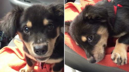 Shelter puppy throws tantrum when foster mother won’t let him sit on her lap in the car