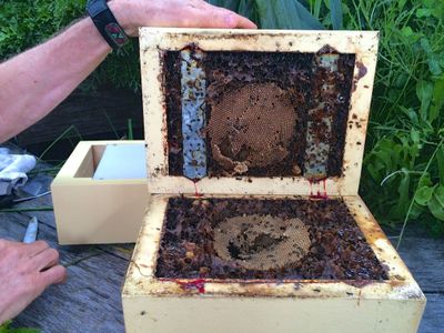 Splitting the Hive