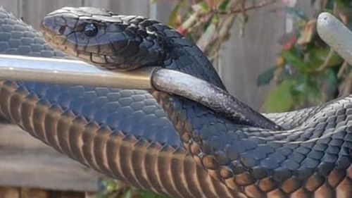 190927 Cairns red-bellied black snake capture home wildlife animals news Far North Queensland