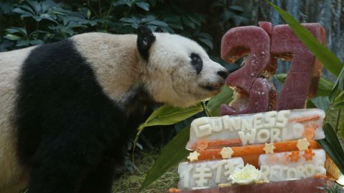 Giant panda Jia Jia celebrates 37th birthday in Hong Kong