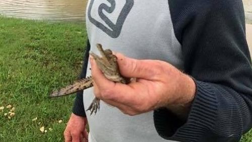 A photo of man holding a baby crocodile