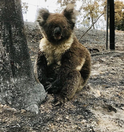 The team have noticed a number of koalas from the fireground are very traumatised.