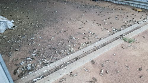 Dozens of dead rodents in Coonamble. mouse plague