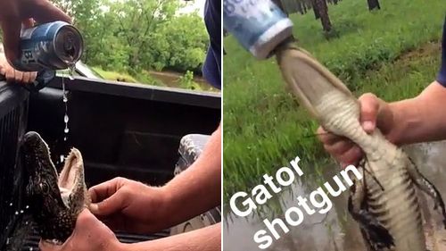 US men charged after forcing beer down baby alligator’s throat 