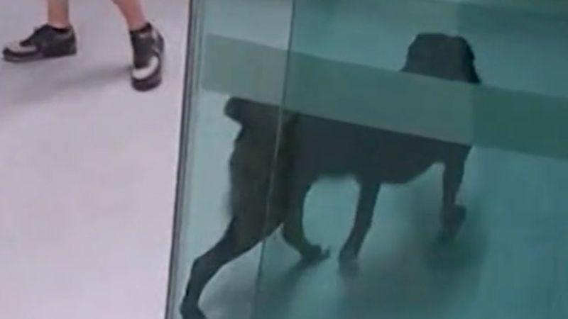 Police search for owner of dog that helped take down armed offender ...