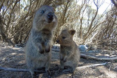 <strong>Take a selfie with a quokka&nbsp;</strong>